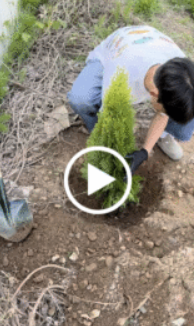 Tree Planting